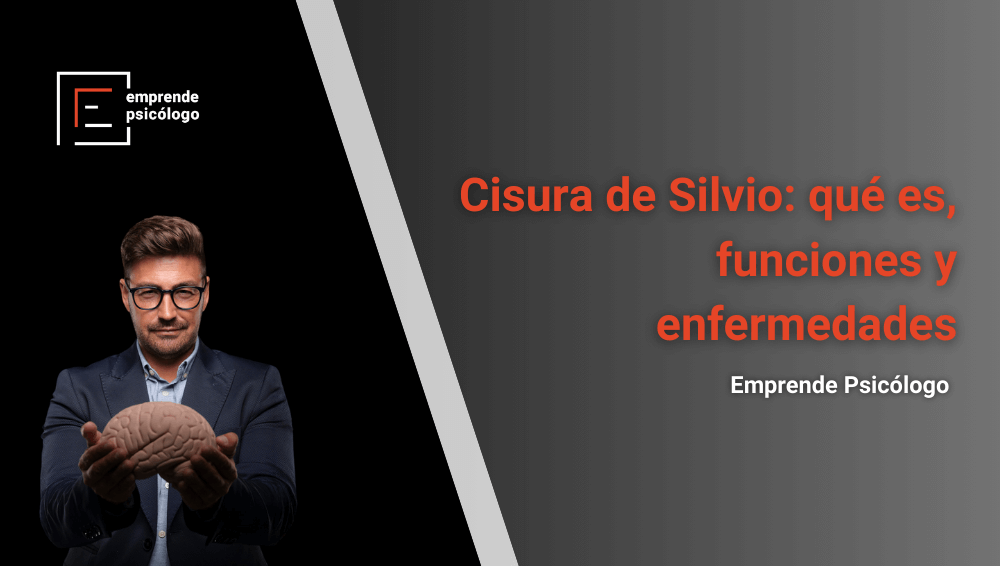 Cisura de Silvio: qué es, funciones y enfermedades